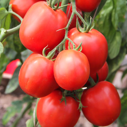 Томат Петр Первый F1 Седек изображение 1 артикул 71726