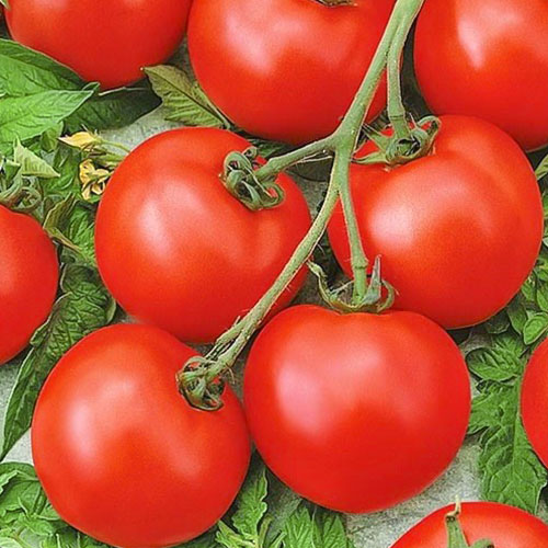 Томат Покоритель севера F1 Premium Seeds изображение 1 артикул 83846