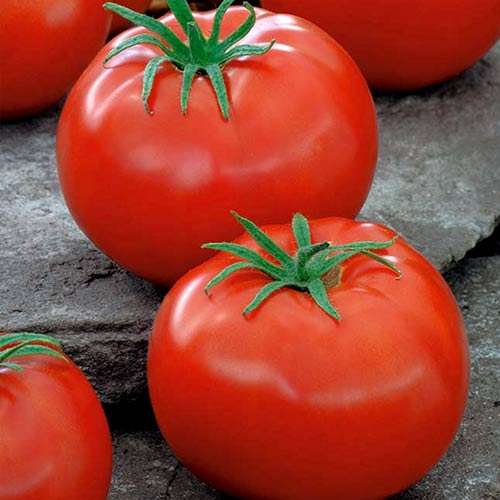 Томат Пушистик красный F1 артикул фото 1 Томат Пушистик красный F1 изображение 1 артикул 71950