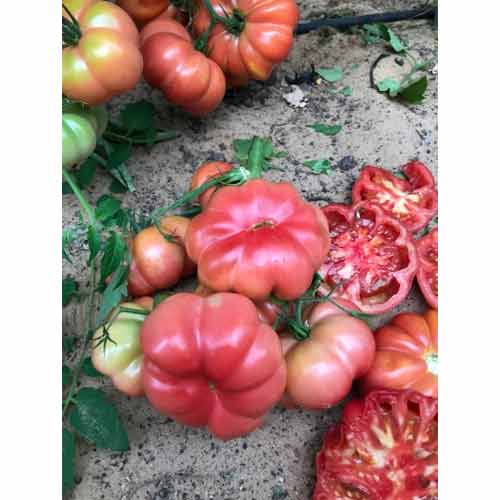 Томат Розовый Марманде F1 Семко изображение 1 артикул 82587