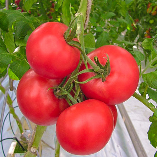 Томат Румяный мужичок F1 Premium Seeds изображение 1 артикул 83847