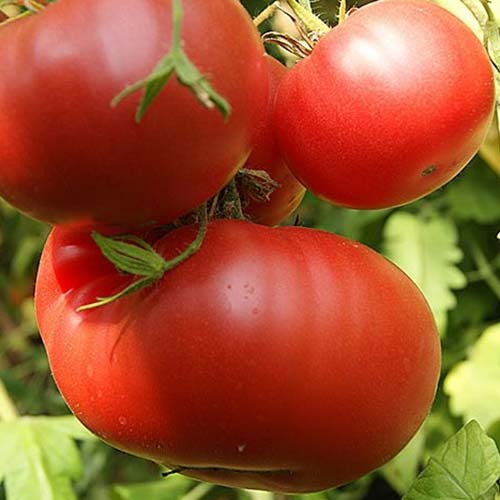 Томат Русский Размер F1 Русский огород НК изображение 1 артикул 69916