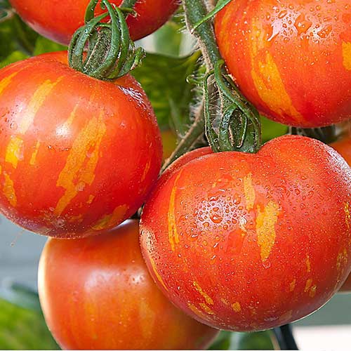 Томат Рябчик Седек изображение 1 артикул 82508