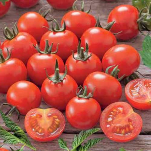 Томат Садовая жемчужина Седек артикул фото 1 Томат Садовая жемчужина Седек изображение 1 артикул 84924