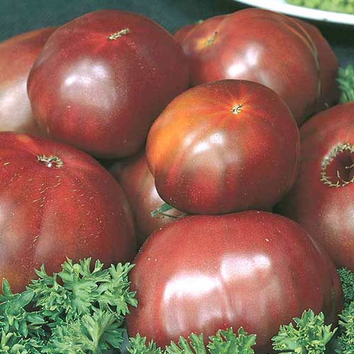 Томат Сахар черный Седек изображение 1 артикул 83108