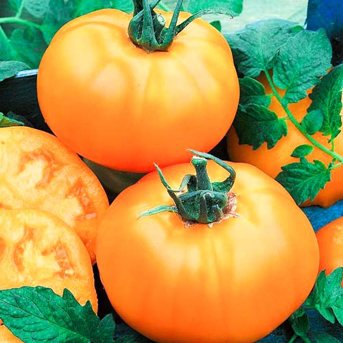 Томат Сахар оранжевый Седек изображение 1 артикул 65172