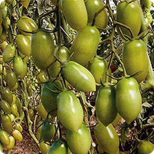 Томат Самоцвет изумрудный F1 изображение 1 артикул 65162