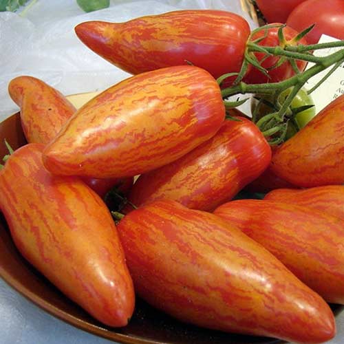 Томат Самоцвет лучистый F1 Седек изображение 1 артикул 82511