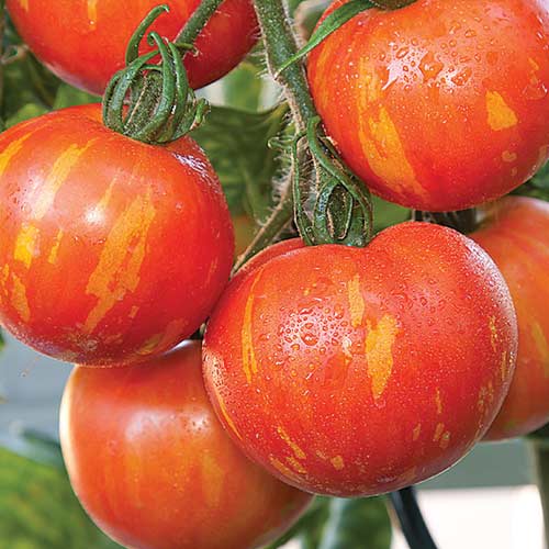 Томат Самоцвет сахарный F1, семена изображение 1 артикул 65165