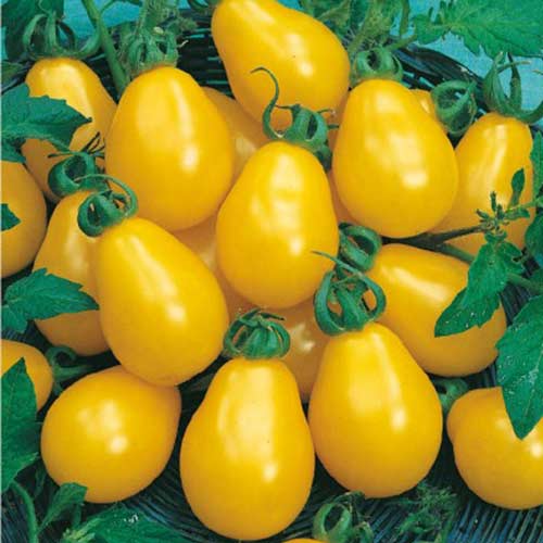 Томат Самоцвет золотой F1 Седек изображение 1 артикул 82509