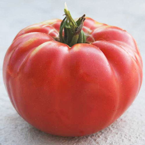 Томат Сеньор F1 артикул фото 1 Томат Сеньор F1 изображение 1 артикул 69831