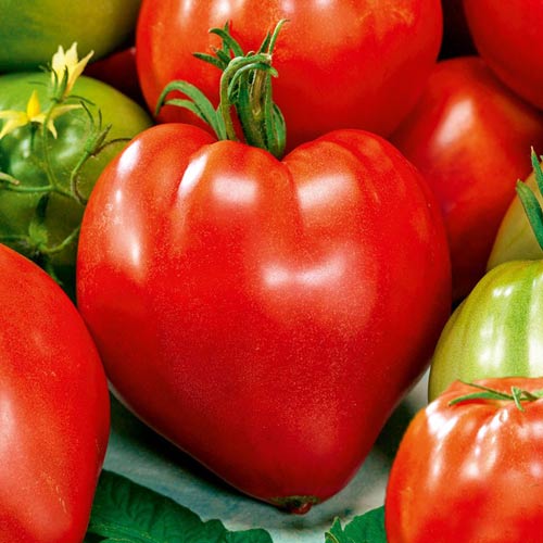 Томат Сердце Сибири , семена изображение 1 артикул 66351