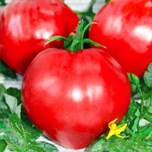 Томат Сердолик, семена изображение 1 артикул 66350