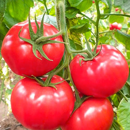 Томат Серебристое чудо F1 Premium Seeds изображение 1 артикул 83850