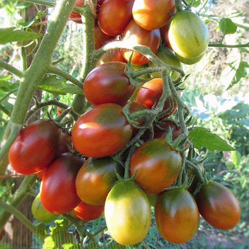 Томат Шоколадные груши F1 Premium Seeds изображение 1 артикул 83855