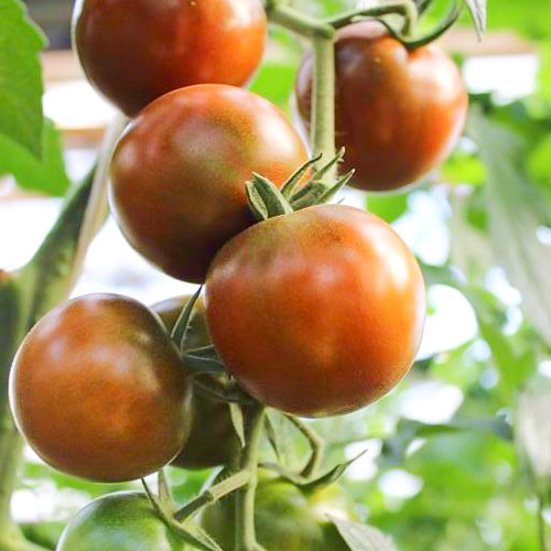 Томат Шоколадный пряник F1 Premium Seeds изображение 1 артикул 83856
