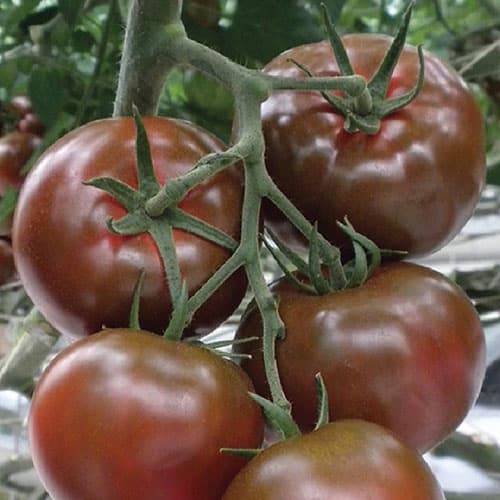 Томат Шоколадобиф  Седек артикул фото 1 Томат Шоколадобиф  Седек изображение 1 артикул 98151