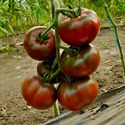 Томат Шоколадобой  Седек изображение 1 артикул 98152