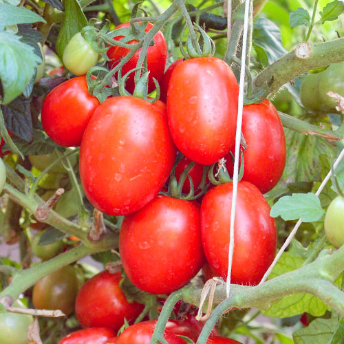 Томат Сибирская сливка F1 Premium Seeds изображение 1 артикул 83851