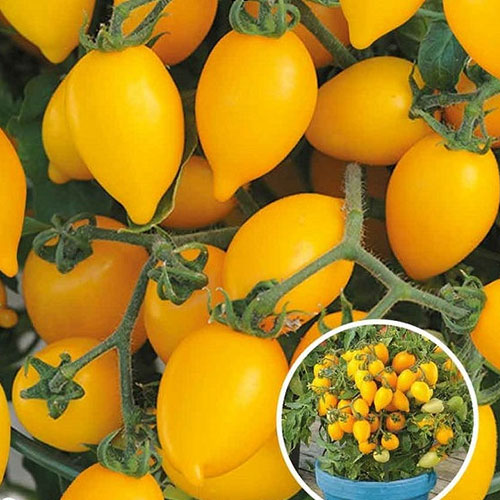 Томат Сладкие курносики F1 Premium Seeds артикул фото 1 Томат Сладкие курносики F1 Premium Seeds изображение 1 артикул 83859