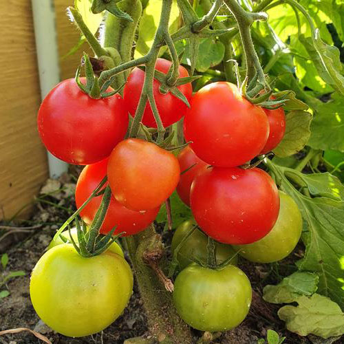 Томат Сладкое сердечко F1 Premium Seeds изображение 1 артикул 83852