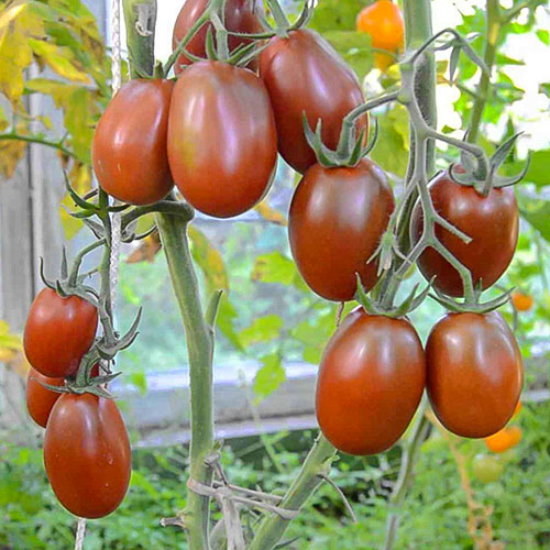 Томат Слива черная Уральский дачник изображение 1 артикул 83097