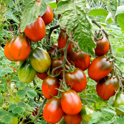 Томат сливка Шоколадная, семена изображение 1 артикул 5959