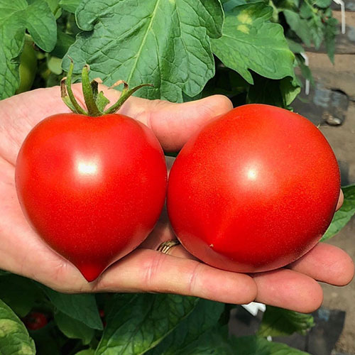 Томат СССР-500 F1 Premium Seeds изображение 1 артикул 83853