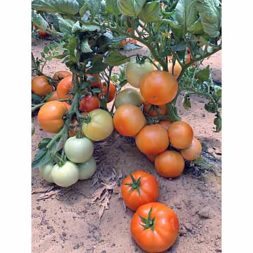 Томат Стан 5000 F1 Семко артикул фото 1 Томат Стан 5000 F1 Семко изображение 1 артикул 82548