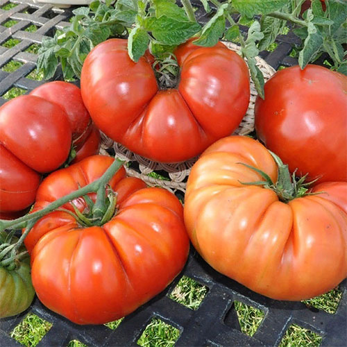 Томат Супергигант брутус Уральский дачник изображение 1 артикул 83098