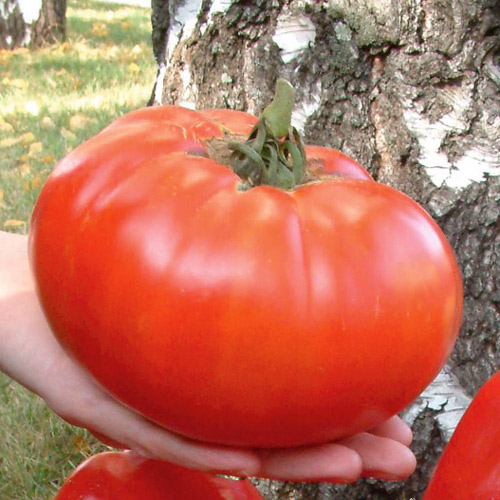 Томат Супергигант XXL РР F1, семена изображение 1 артикул 7717