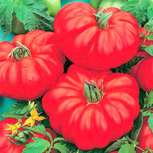 Томат Веселый сосед, семена изображение 1 артикул 65055