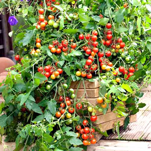 Томат ампельный Вишневый водопад F1 изображение 1 артикул 65287
