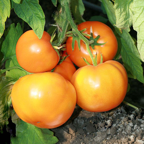 Томат Золотой мужичок F1 Premium Seeds изображение 1 артикул 83835