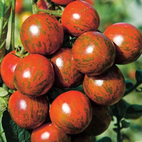 Томат (помидор) Непоседа Джестер F1 артикул фото 1 Томат (помидор) Непоседа Джестер F1 изображение 1 артикул 71860