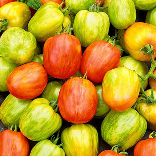 Томат (помидор) Непоседа Тайгресс F1 артикул фото 1 Томат (помидор) Непоседа Тайгресс F1 изображение 1 артикул 71861