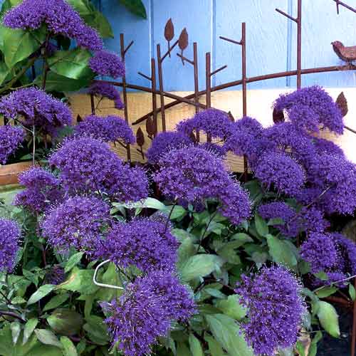 Трахелиум Пэшэн фиолетовый изображение 1 артикул 71592