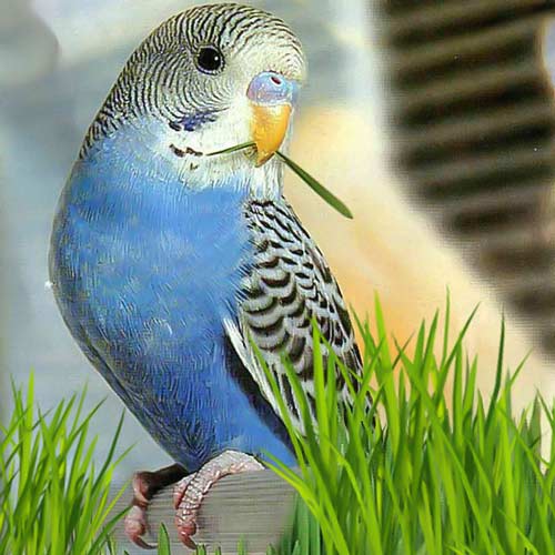 Трава для пернатых Седек изображение 1 артикул 84927