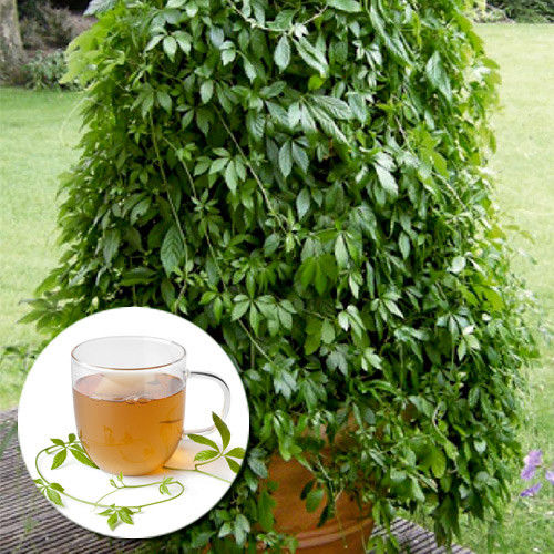 Травы долголетия артикул фото 1 Травы долголетия изображение 1 артикул 9242