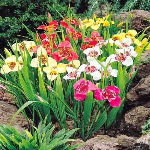 Тритония, микс изображение 1 артикул 76506