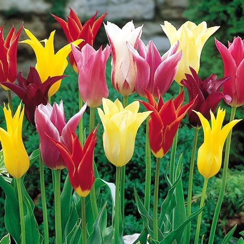 Тюльпаны лилиецветные, смесь окрасок изображение 1 артикул 67482