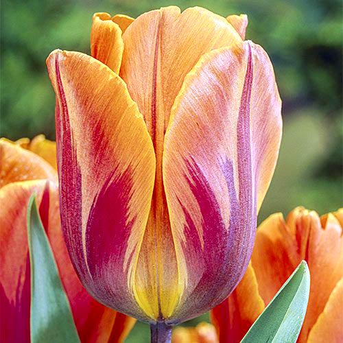 Тюльпан Триумф Принцесса Ирен изображение 1 артикул 67806