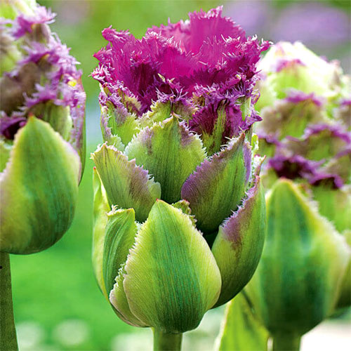 Тюльпан Пурпл Тауэр изображение 1 артикул 4755_1