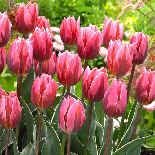 Тюльпан Триумф Принцесса Ирен Роза изображение 1 артикул 67505