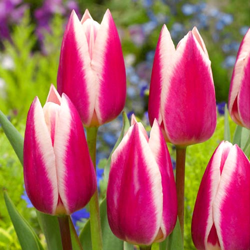 Тюльпан Триумф Силк Сюрпрайз изображение 1 артикул 68117