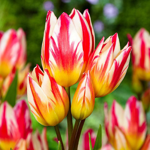 Тюльпан Триколет артикул фото 2 Тюльпан Триколет изображение 2 артикул 4745_1