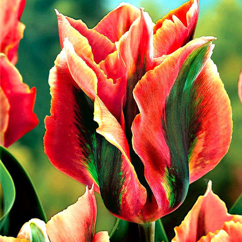 Тюльпан зеленоцветный Артист изображение 2 артикул 68401