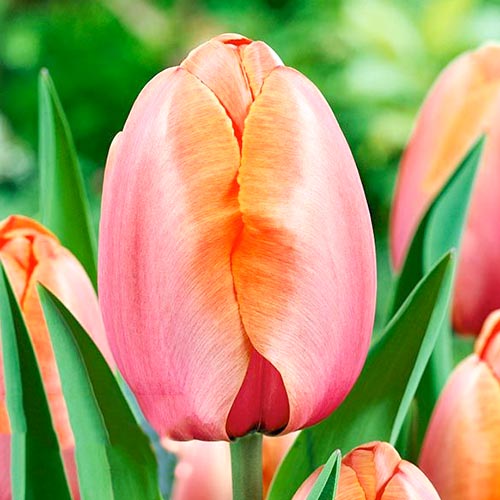 Тюльпан Дарвина Эприкот Импрешн изображение 1 артикул 67687