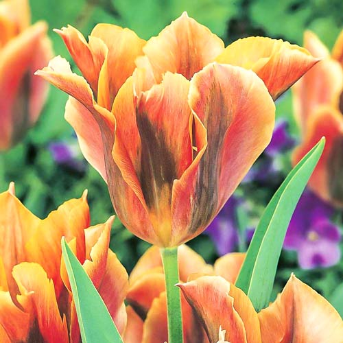 Тюльпан зеленоцветный Голден Артист артикул фото 1 Тюльпан зеленоцветный Голден Артист изображение 1 артикул 68032