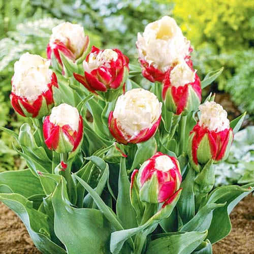 Тюльпан Айс Крим изображение 2 артикул 68120